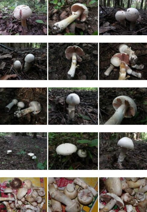 Неизвестни гъби