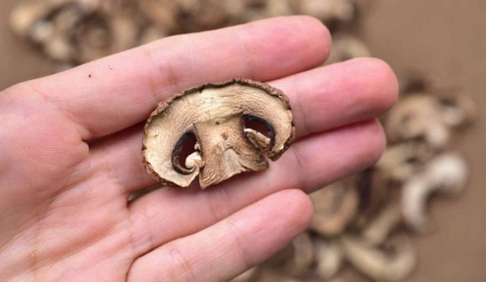 Правилно изсушени шампиньони