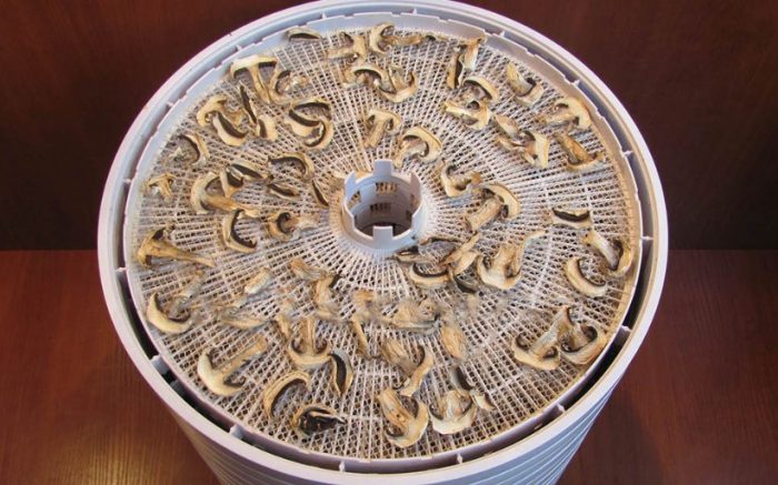 Метод за сушене на гъби