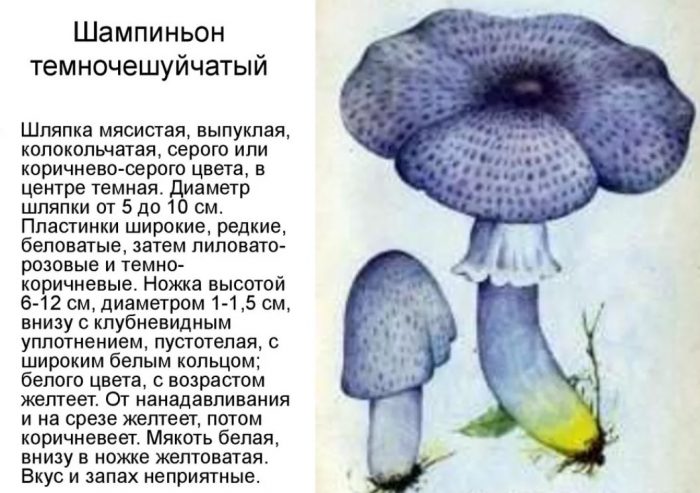 Тъмнолюспести печурки