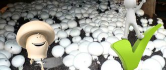 Предимството на отглеждането на шампиньони