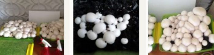 Как да отглеждаме гъби у дома