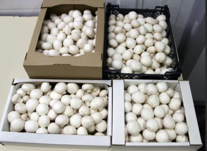 Съхранение на шампиньони