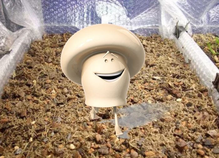 Компост за отглеждане на шампиньони