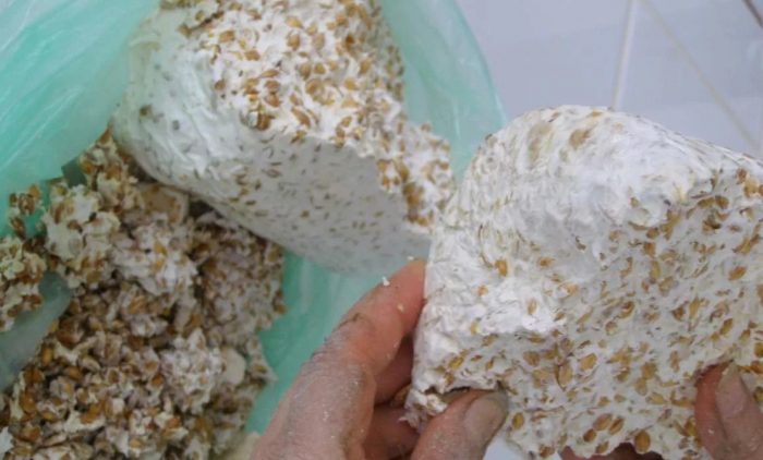 Зърнен мицел