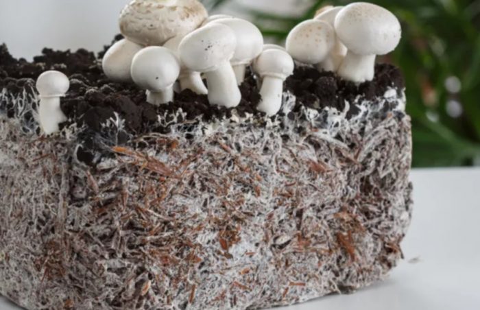 Блок за отглеждане на гъби