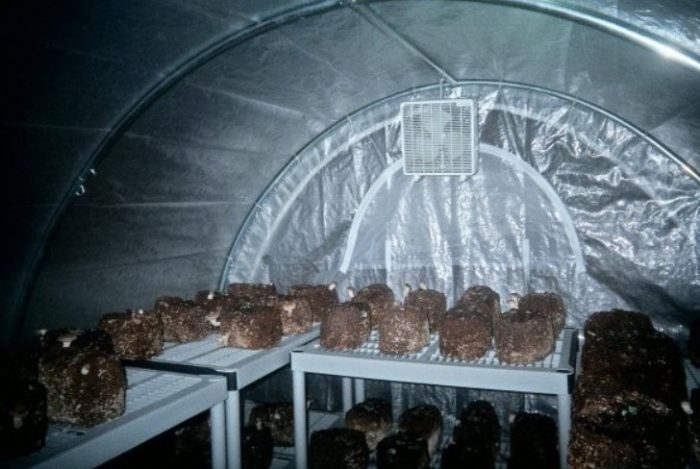 Място за отглеждане на шампиньони