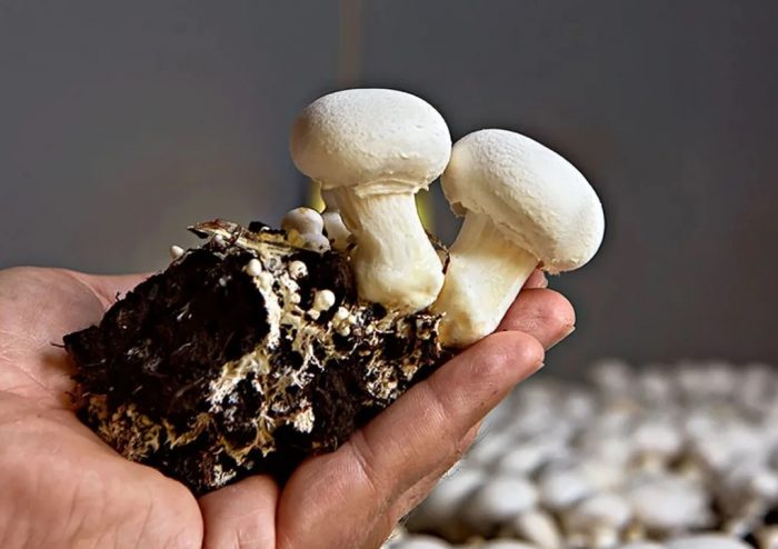 Бране на гъби