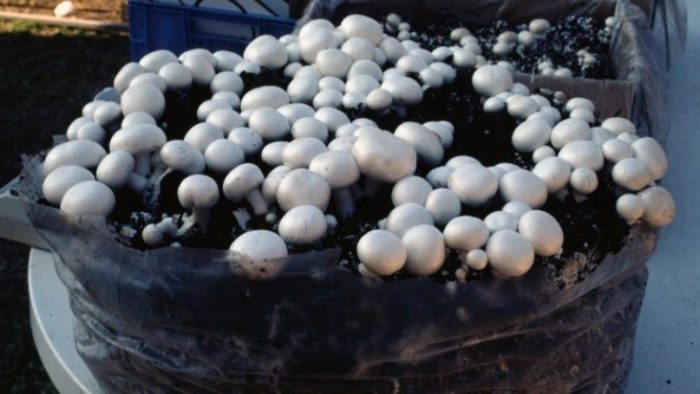 Шампиньон в торбички