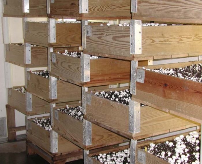 Отглеждане на шампиньони в кутии