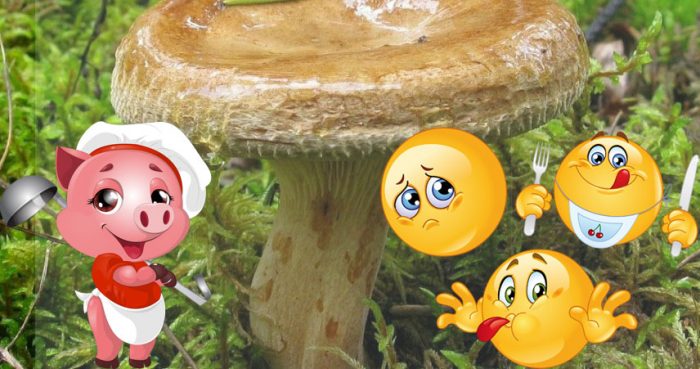 Такива мистериозни прасета