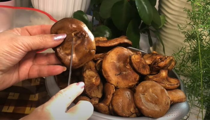 Почистване на прасенца