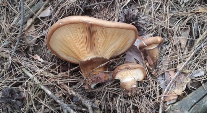 Дебело прасе