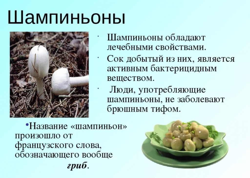 Лечебни свойства на печурки