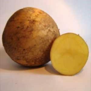 Грудков сорт Каратоп