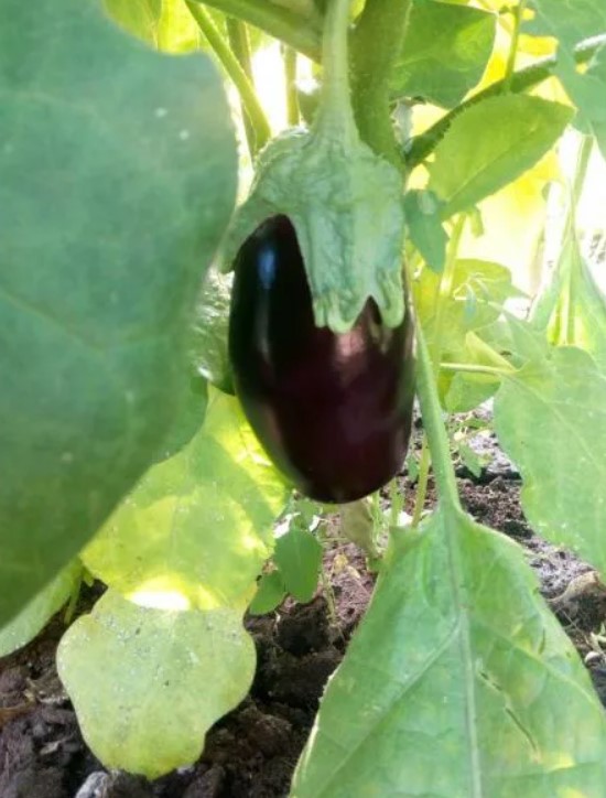 Патладжан от саламандър