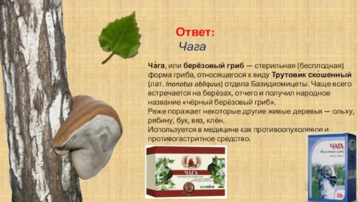 Брезова чага