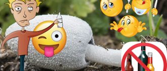 Гъби от тор за алкохолизъм