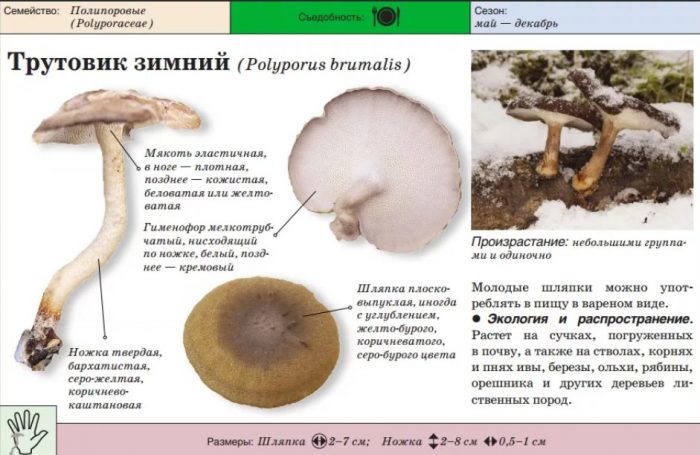 Описание на зимната гъба тиндер