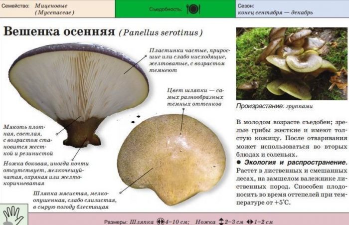 Късна кладница