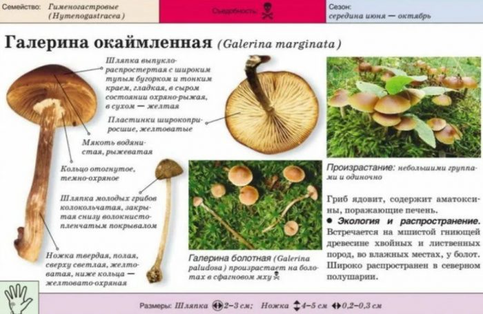 Отровна гъба Галерина маргината С гъбена граница