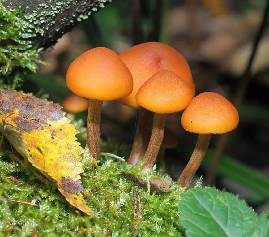 Растеж на Galerina marginata