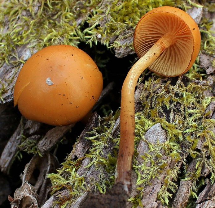 Две гъби Galerina marginata
