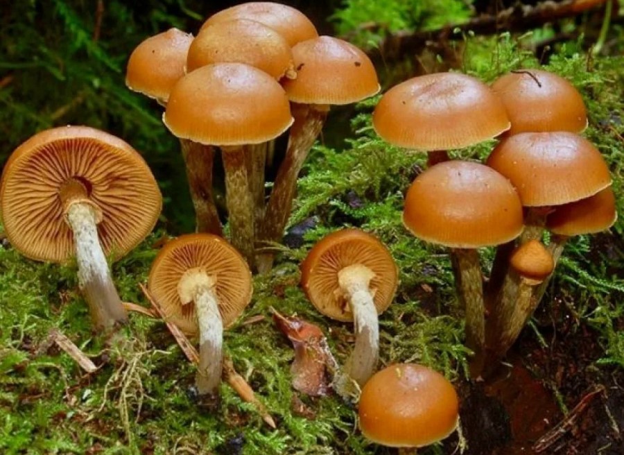 Галерина в мъх