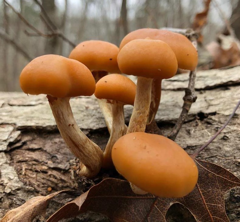 Галерина маргината в дърво