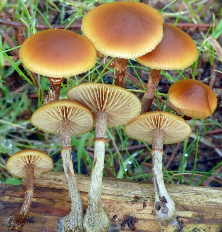 Как изглежда Галерина маргината?