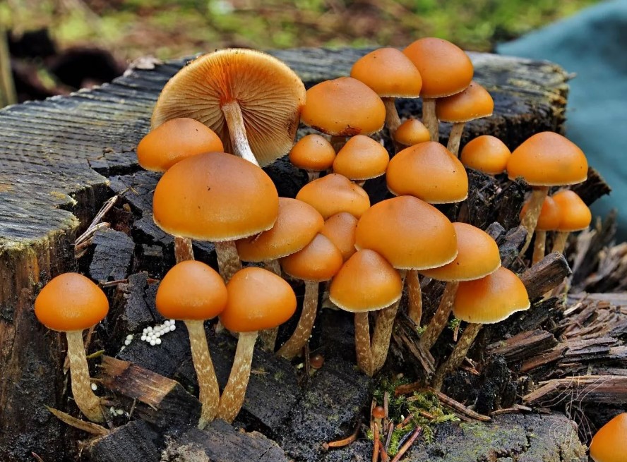 Семейство Galerina marginata