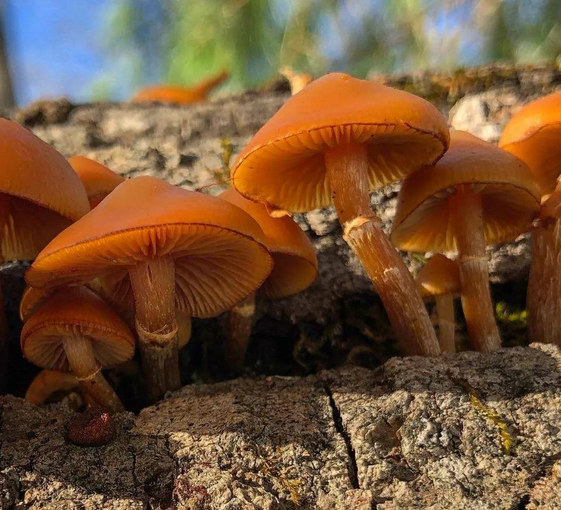 Галерина маргината