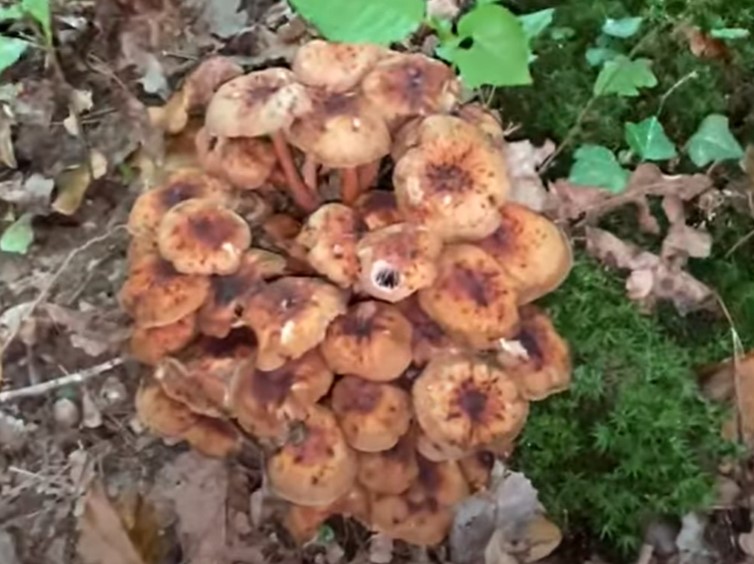 Семейство Collybia fuseformis