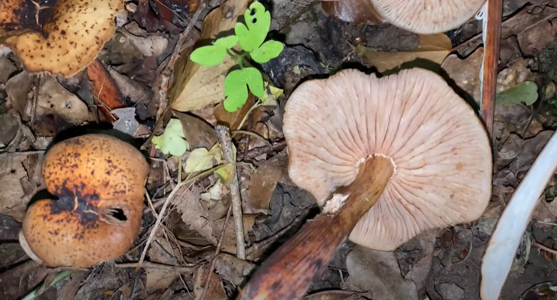 Гъба Collybia fuseformis