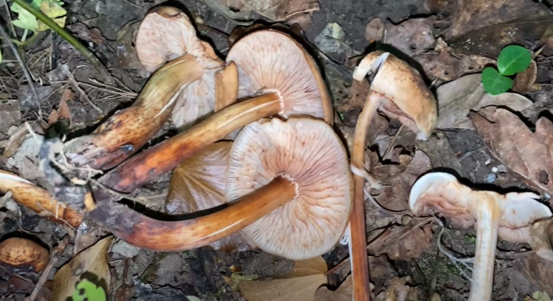 Collybia fuseformis