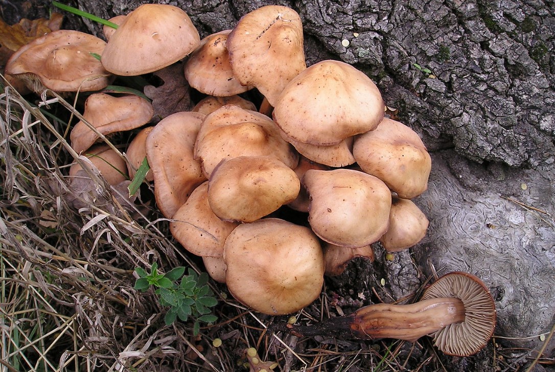 Collybia fuseformis в гората
