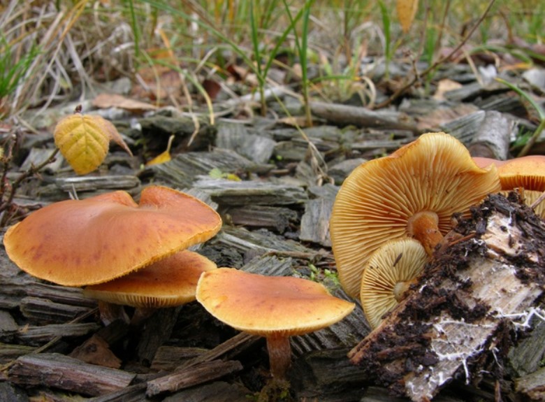 Растеж на гъби светулки