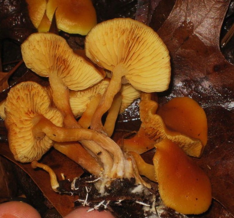 Гъби светулки