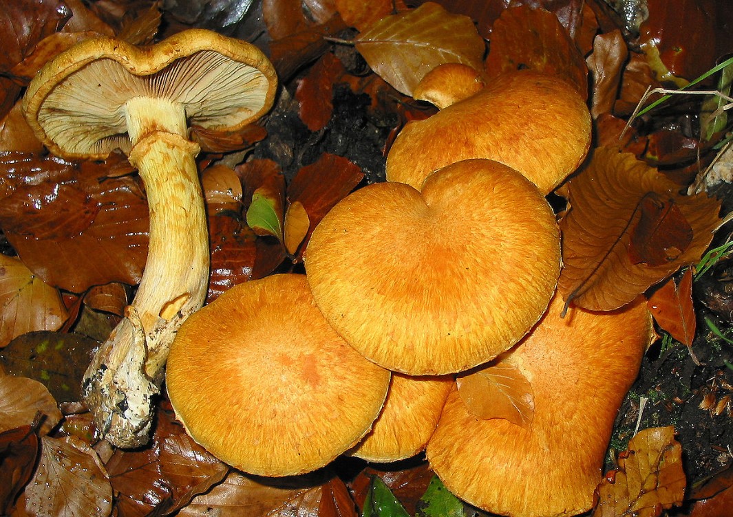 Семейство светулки