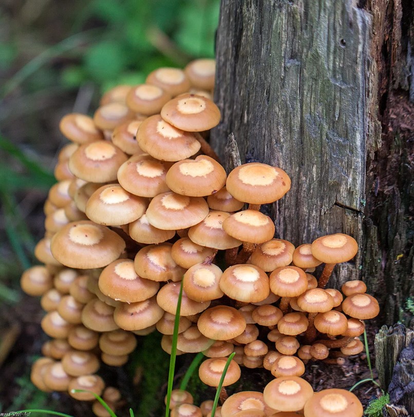 Семейство летни медени гъби на дърво