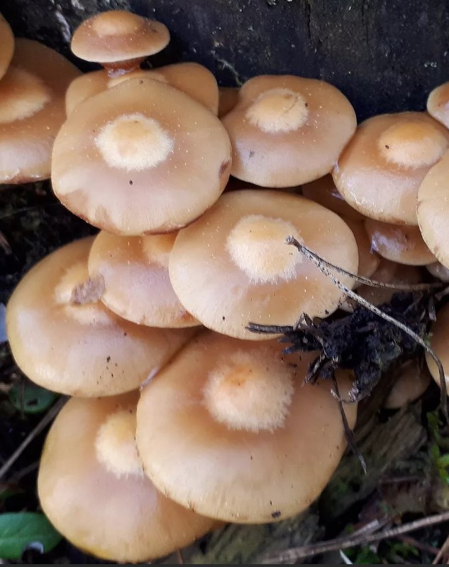 Летни шапки от медени гъби