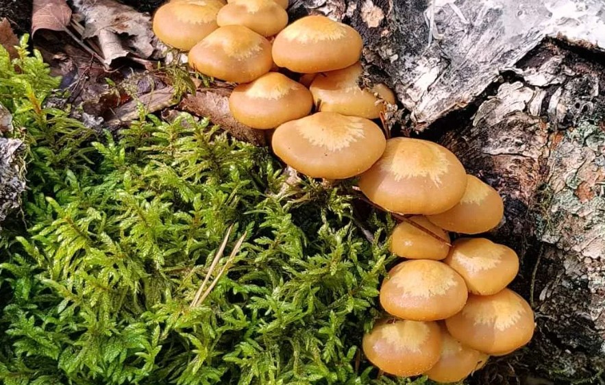 Медоносни гъби в мъх