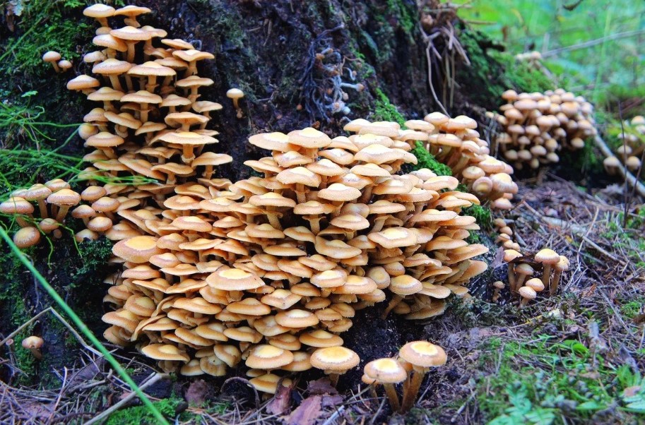 Млади летни медени гъби на дърво