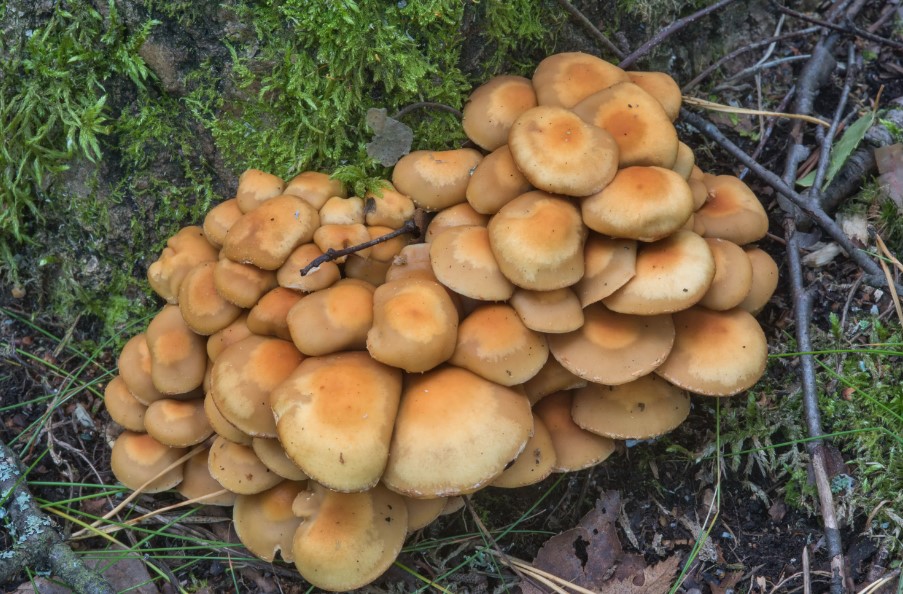 Семейство летни медени гъби