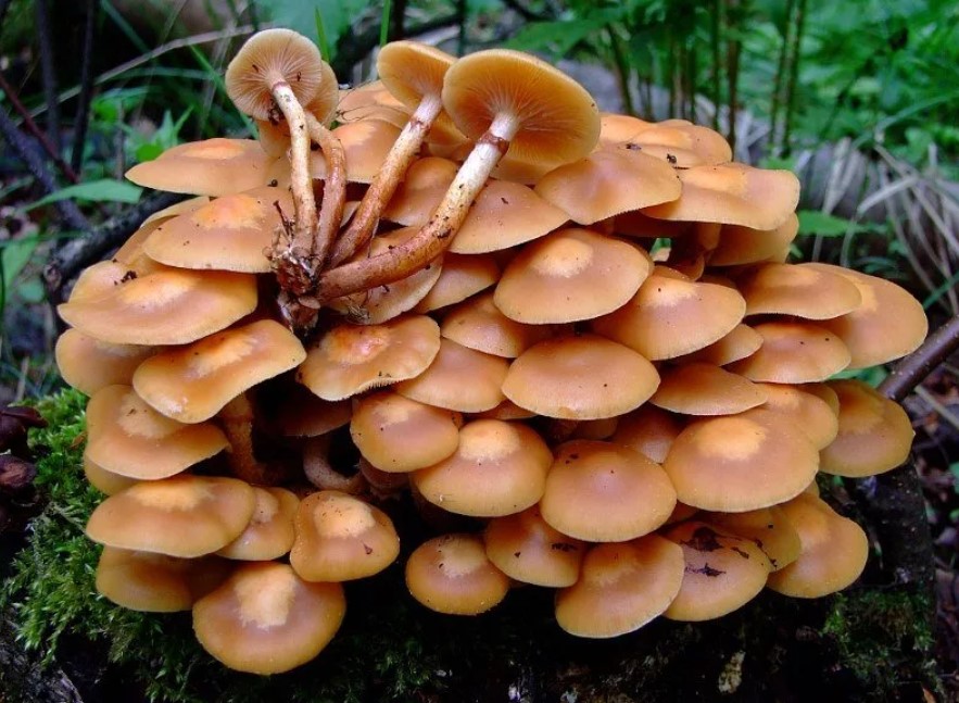 Семейство летни медоносни гъби