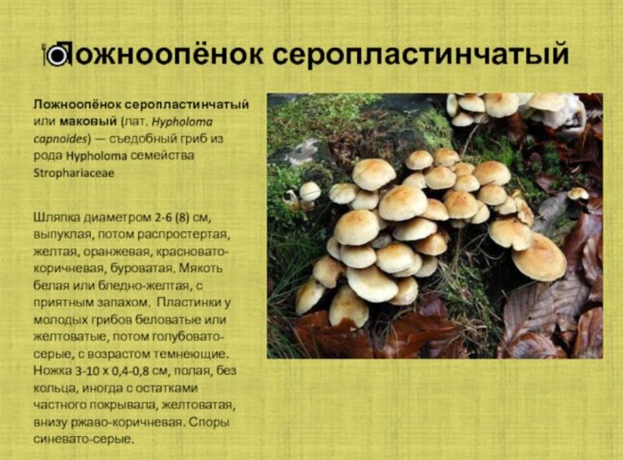 Описание на сивопластичната фалшива медена гъба