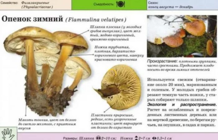 Зимни медени гъби Описание на зимните медоносни гъби