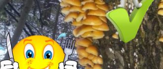 Фламмулина в гората