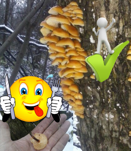 Как расте гъбата Фламмулина? Фламмулина в гората