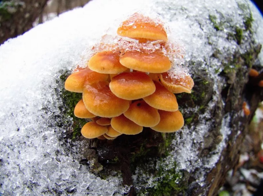 Гъби Фламмулина в гората